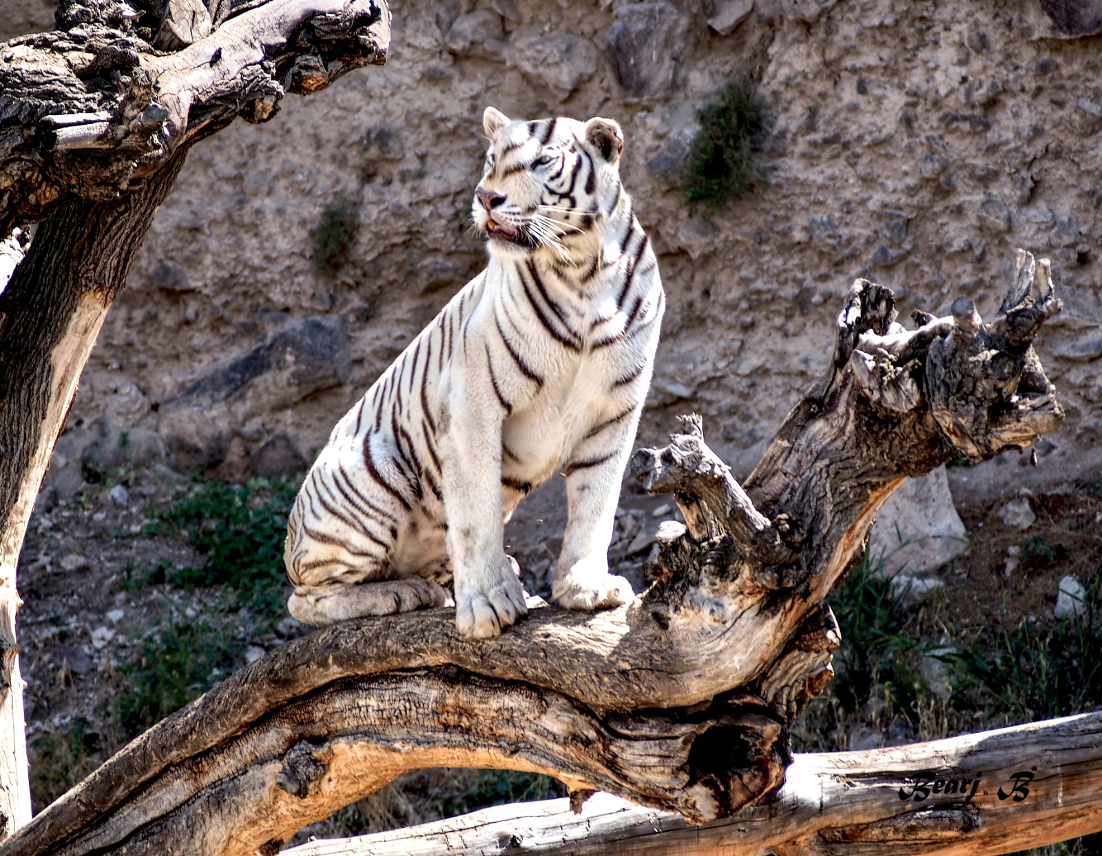 White Tiger